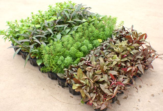 Plantenpakket Assortiment 54 st.